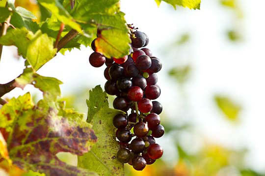 微信自动发卡的网站攻击手段